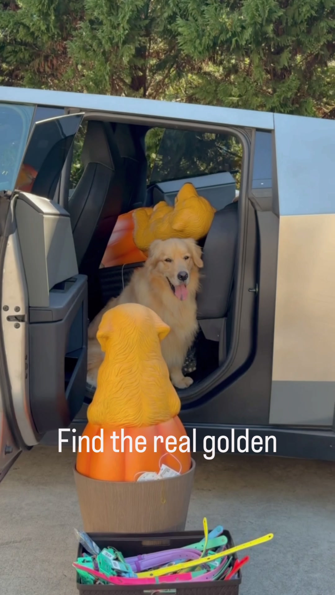@DogMomisms