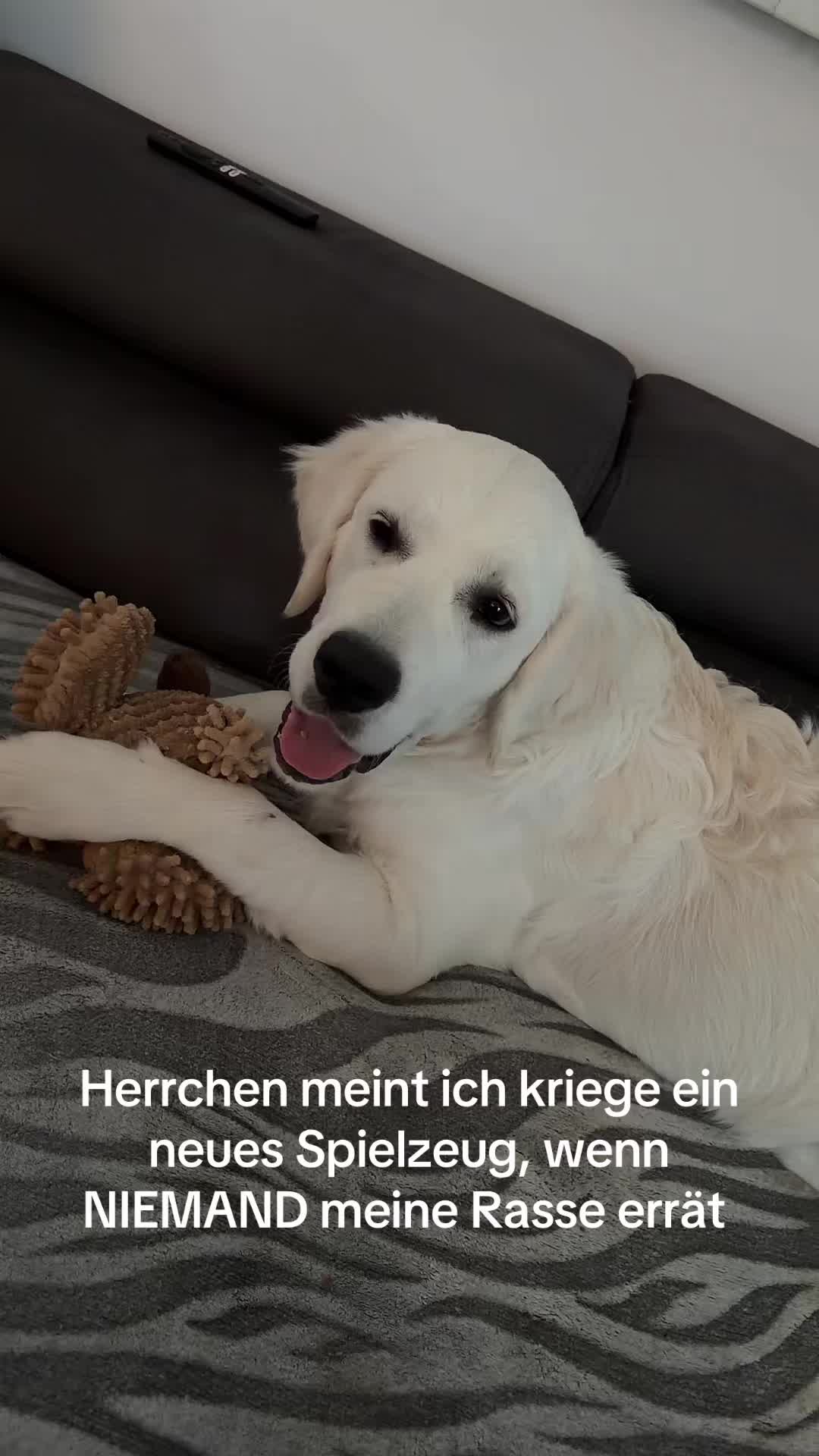 @Hiro 🐶