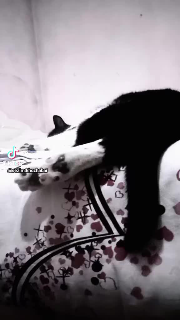 @Мукабай 🐈