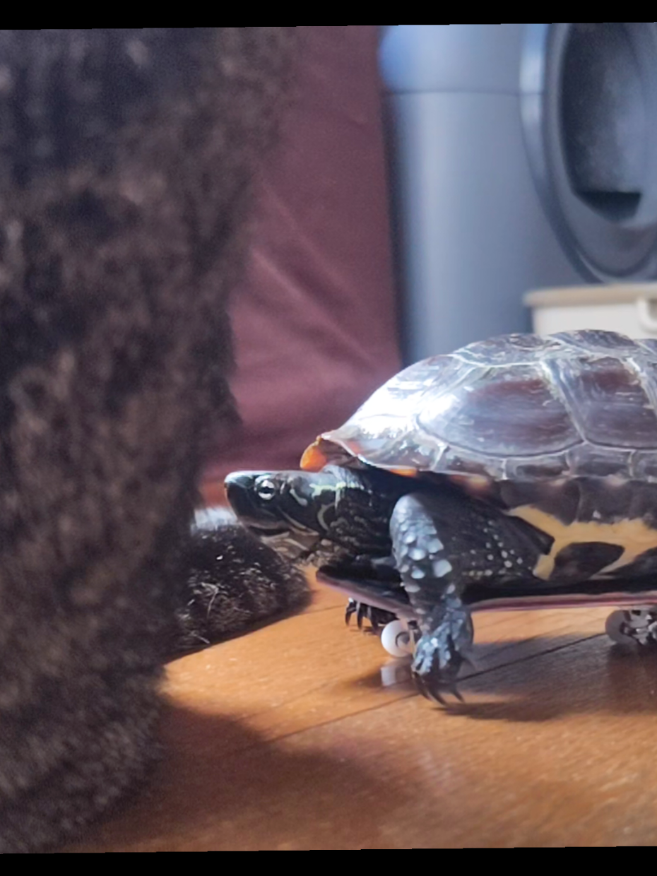 @クサガメ軍曹🐢
