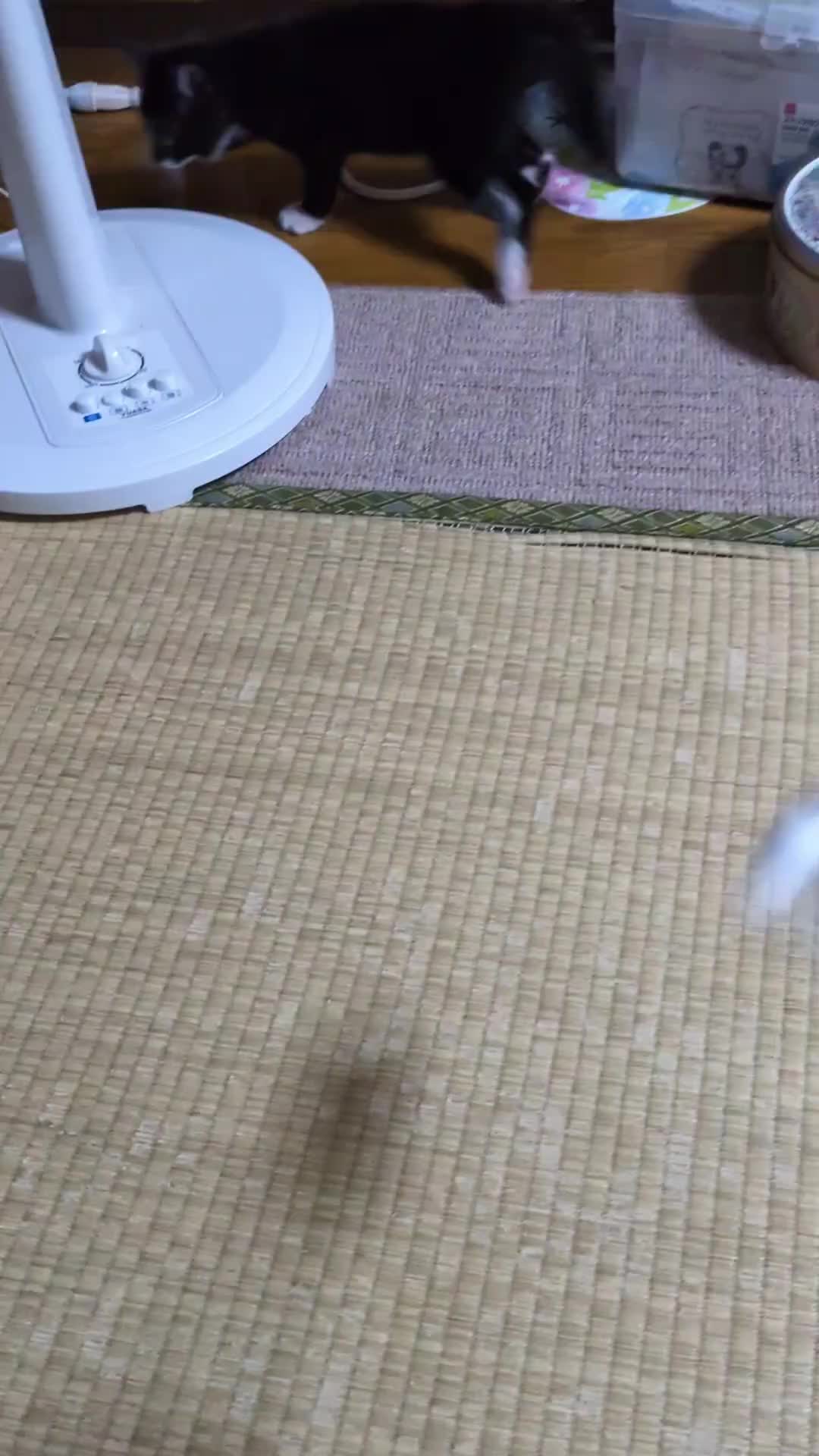 @dycqv9wnky3tふみえ