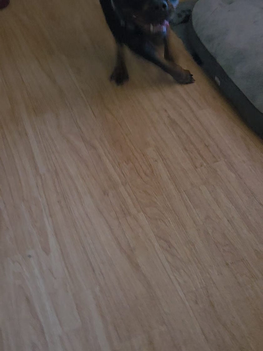 @Loki der Rottweiler