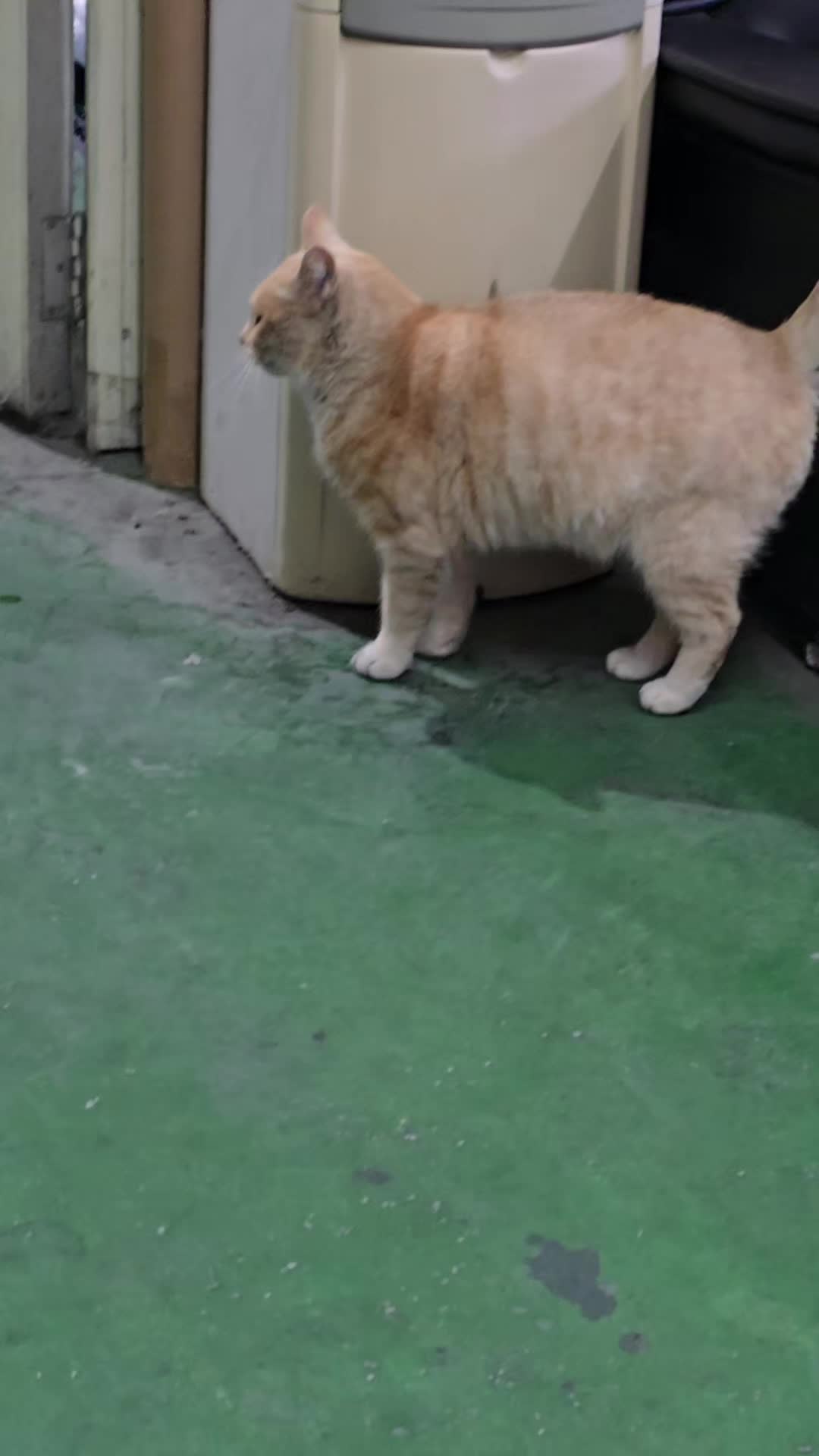 @고양이 형아