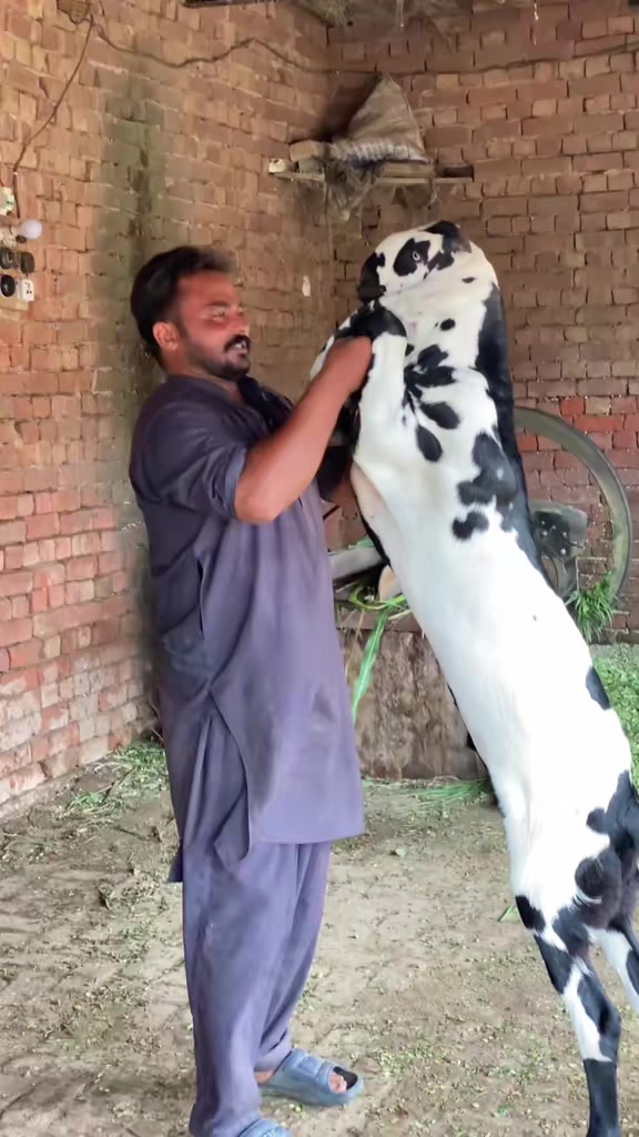@Imran gujjar1712