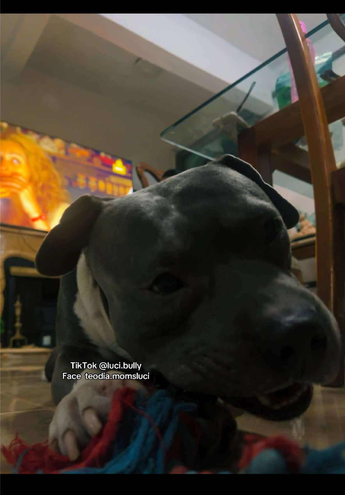 @luci.bully
