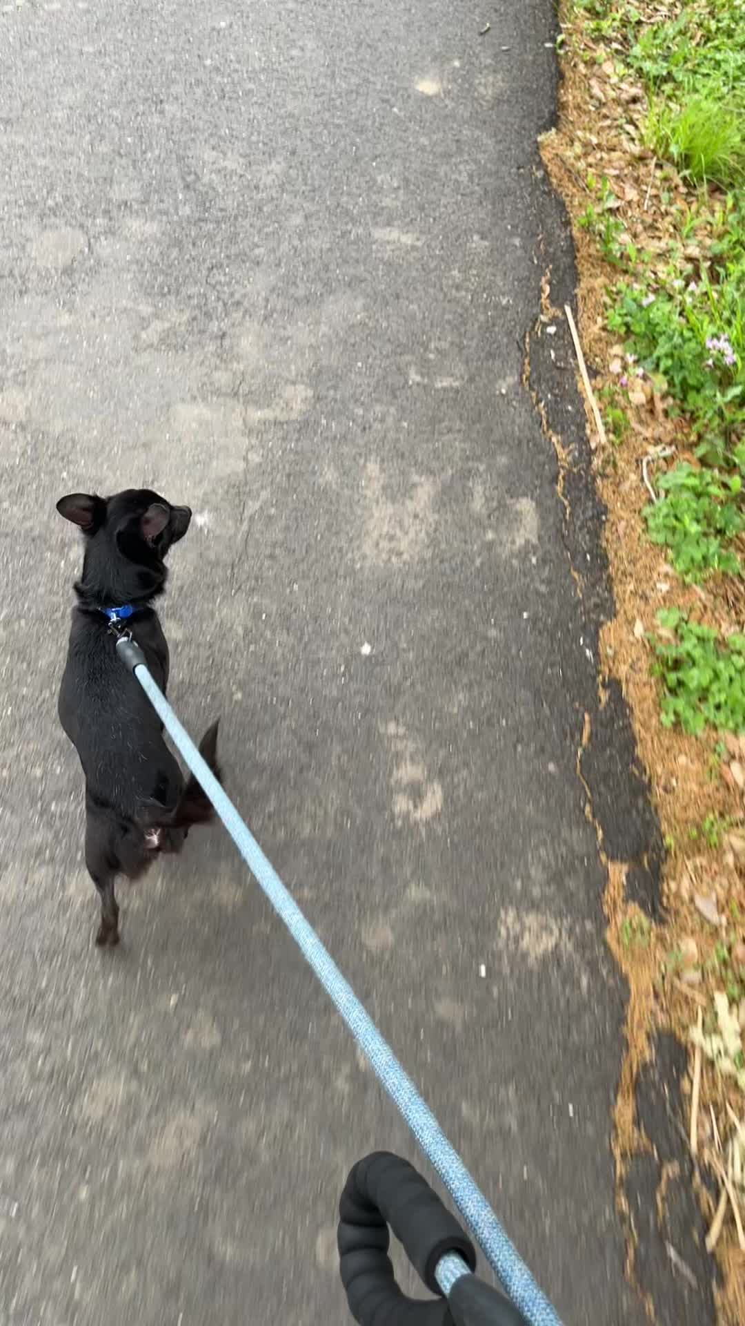 @Blackjack_Chihuahua
