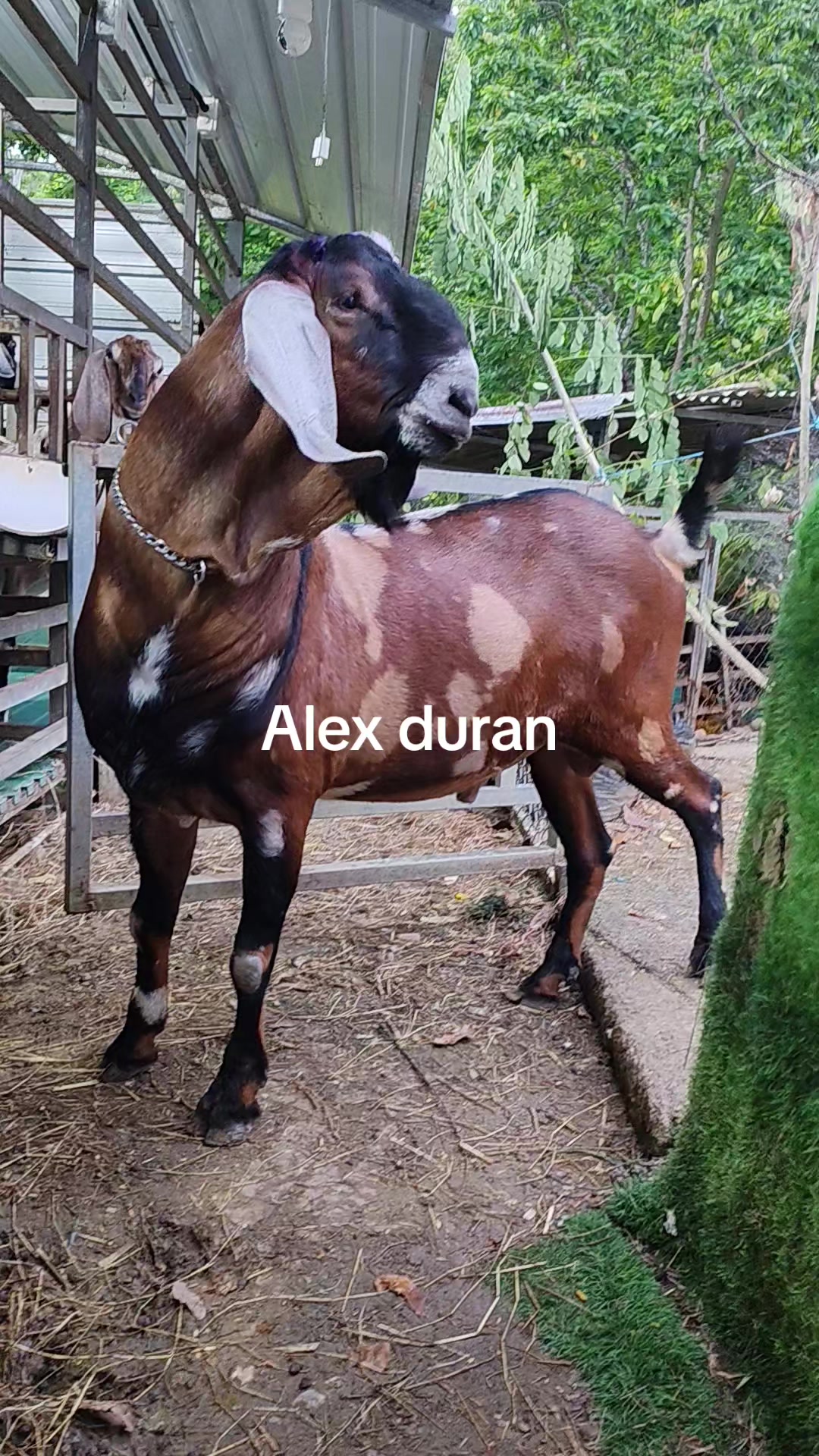 @alexduran7558