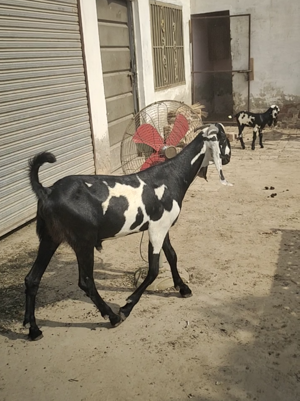 @Alsyed Goat Farm