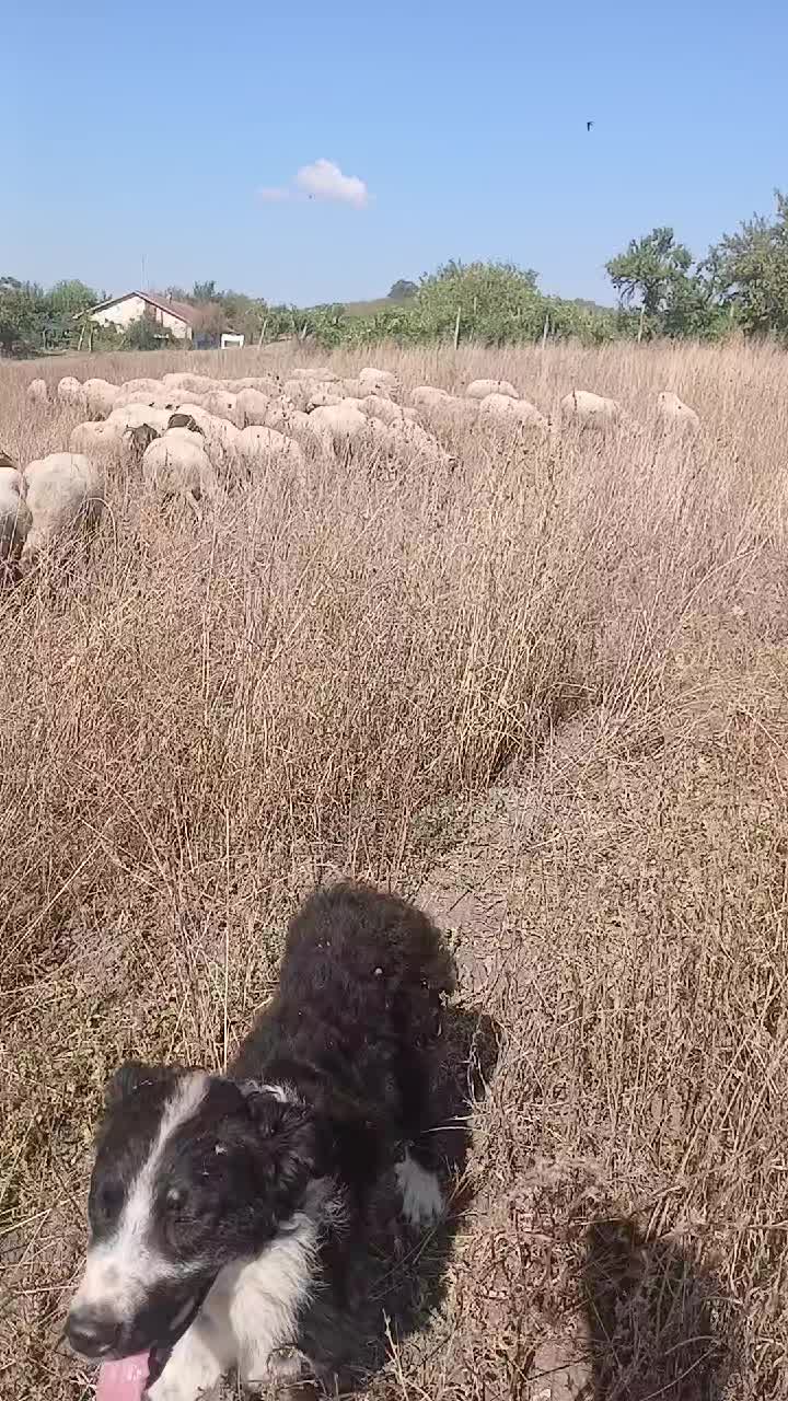 @Amato della vecchia
