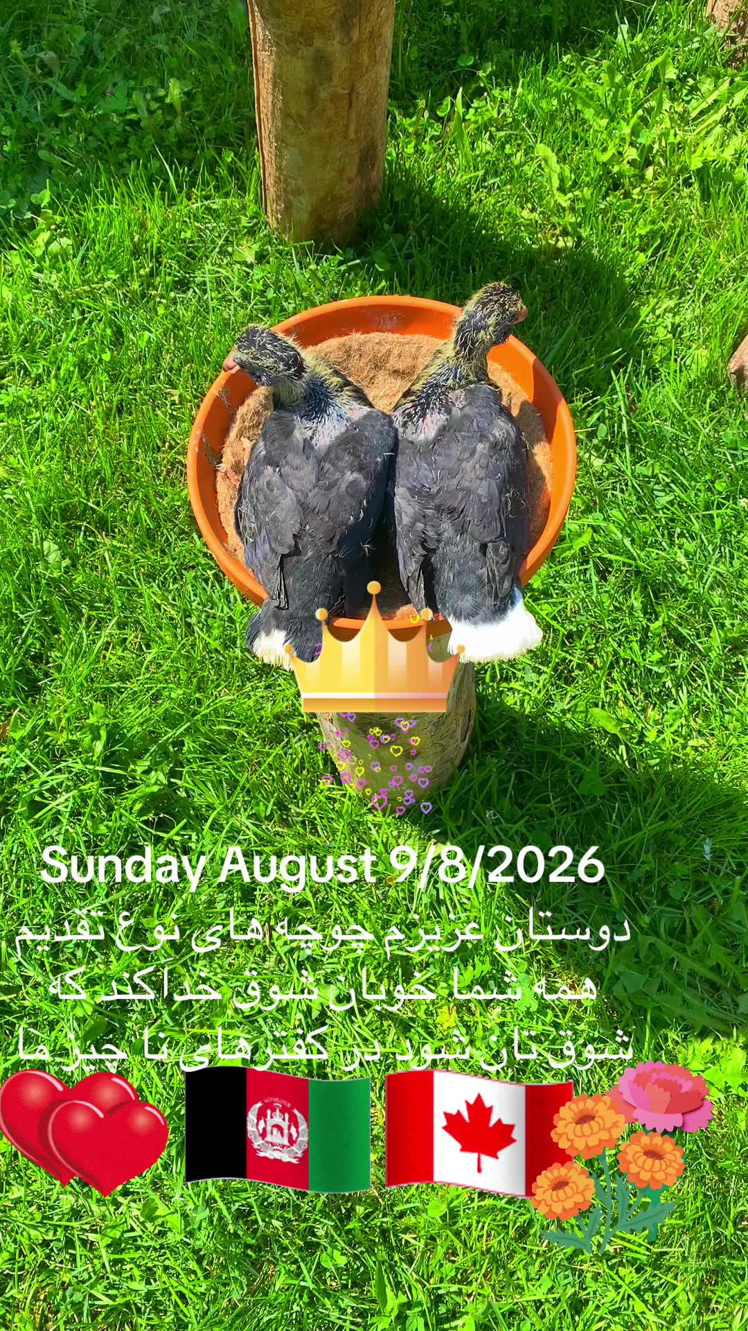 @Naweed Qiyami🇨🇦🇦🇫