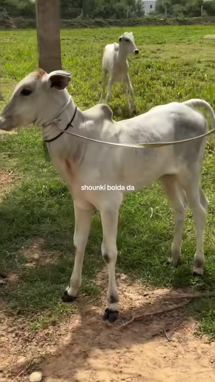 @ranbirbains418