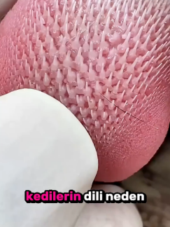@pzquinniyahzhurii