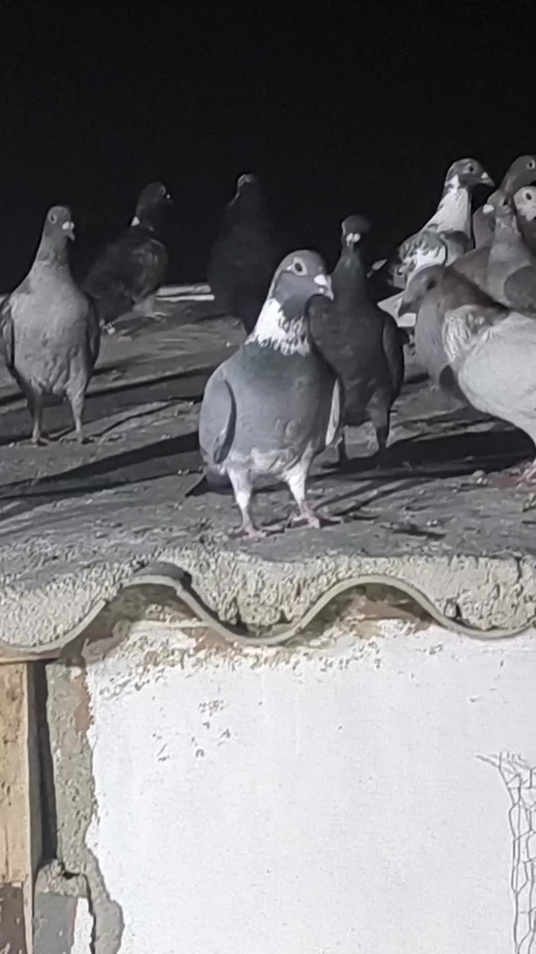 @Mustafaa Dolğun