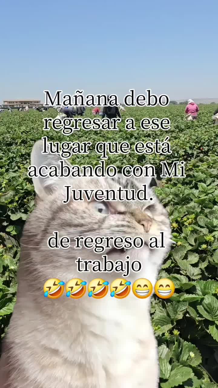 @🇲🇽🐦⬛🪺VASQUEZ🚚🌪💎