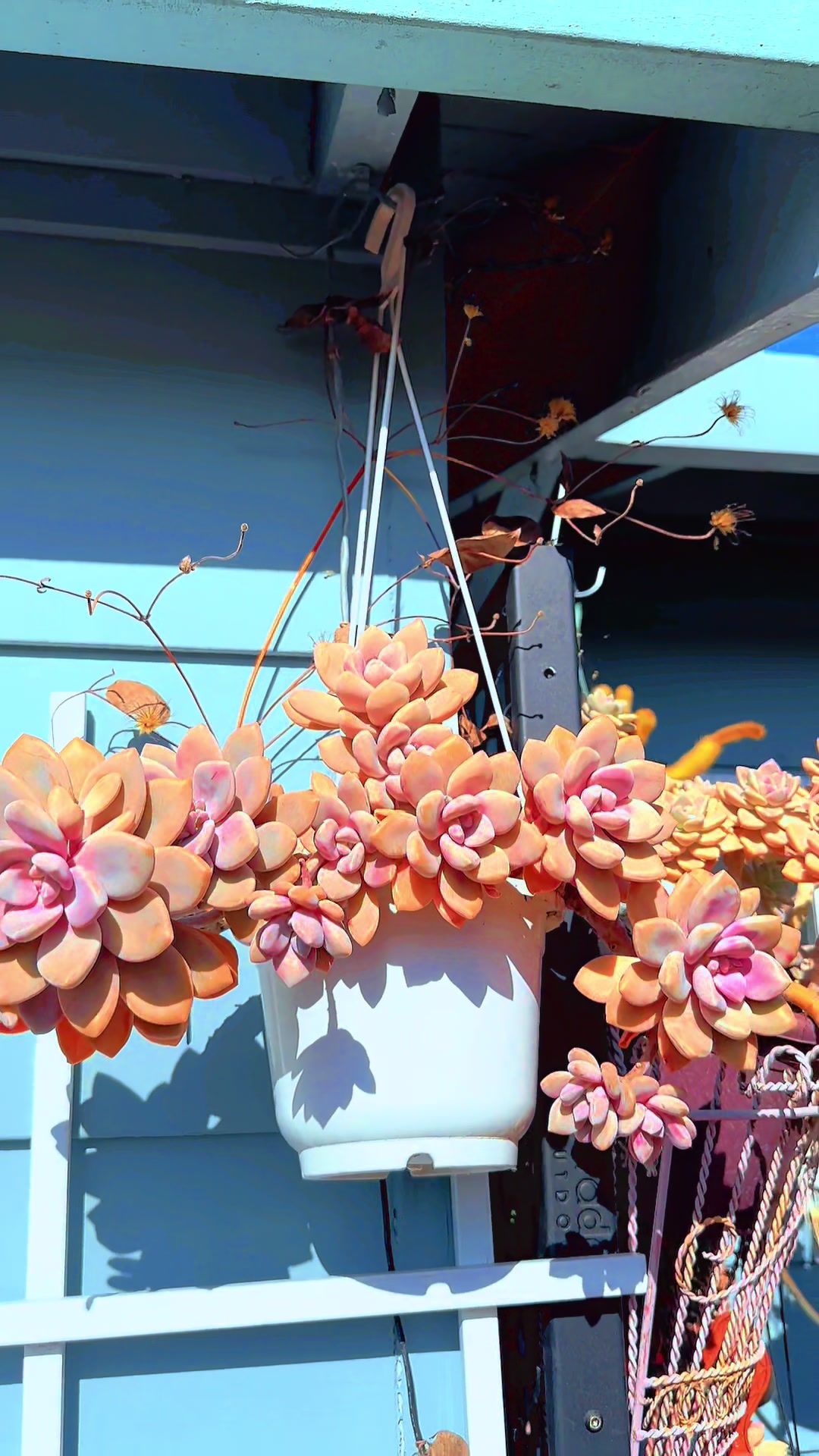 @euphoriablooms