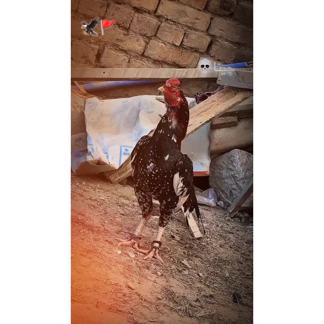 @شــوق 🔥