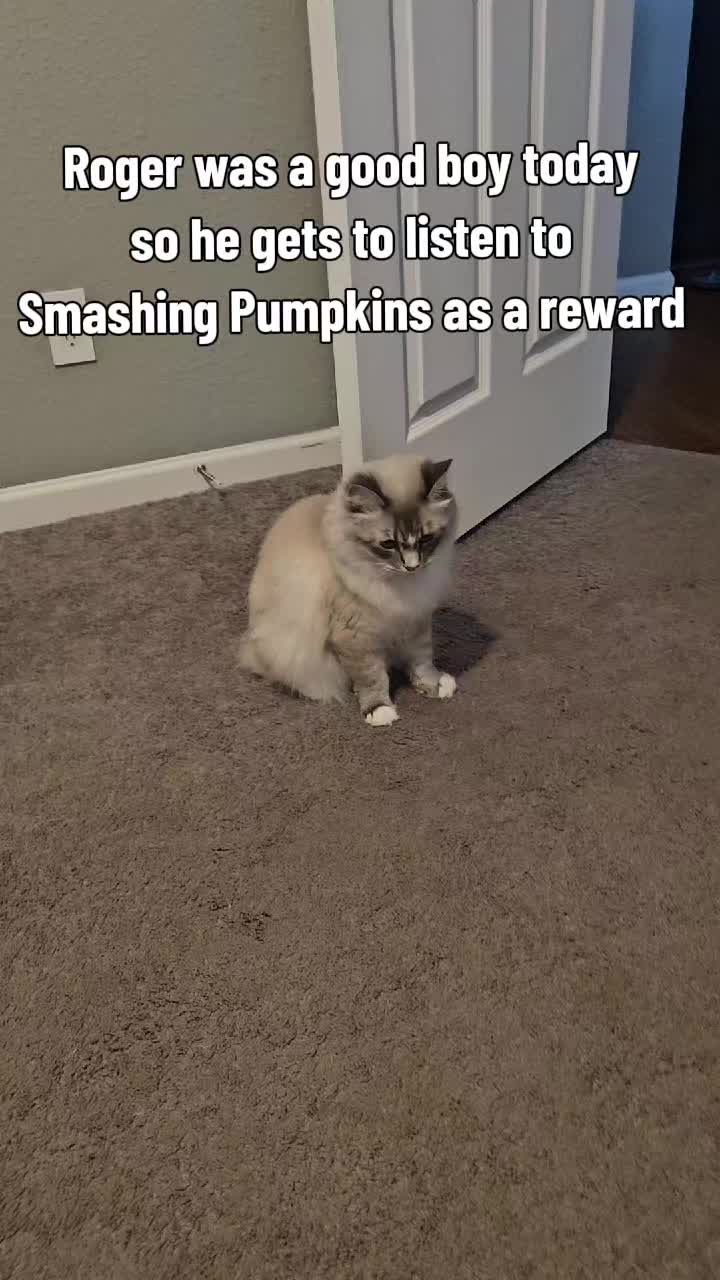 @rogerbiscuits