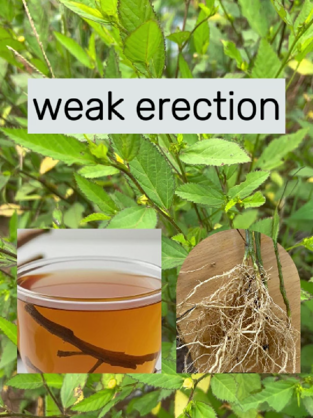@Herbs And Mystics