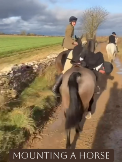 @Horses TikTok