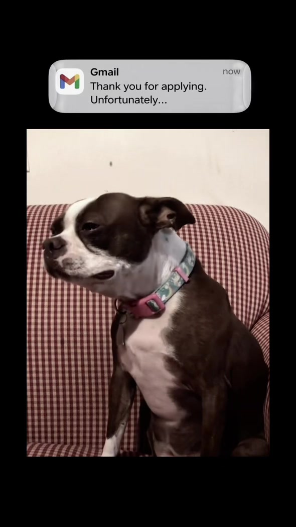 @K9stories