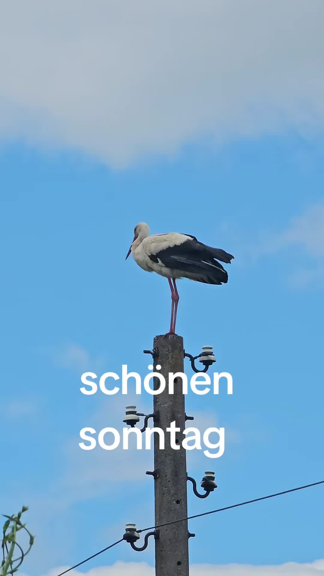 @totti_69 🇩🇪 Oͭbͤsͣtͫsalat