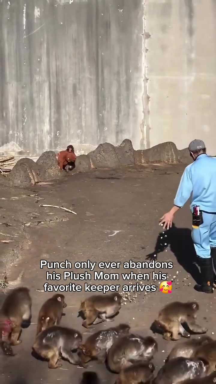 @Thepunchmonkey.com
