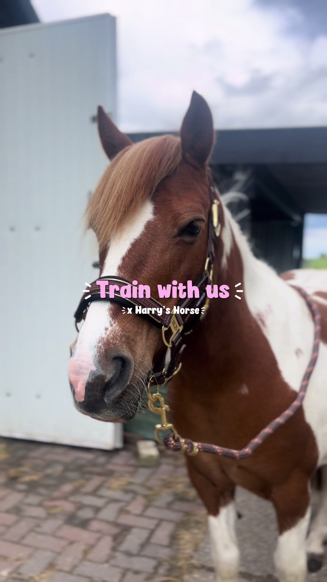 @idh_horses
