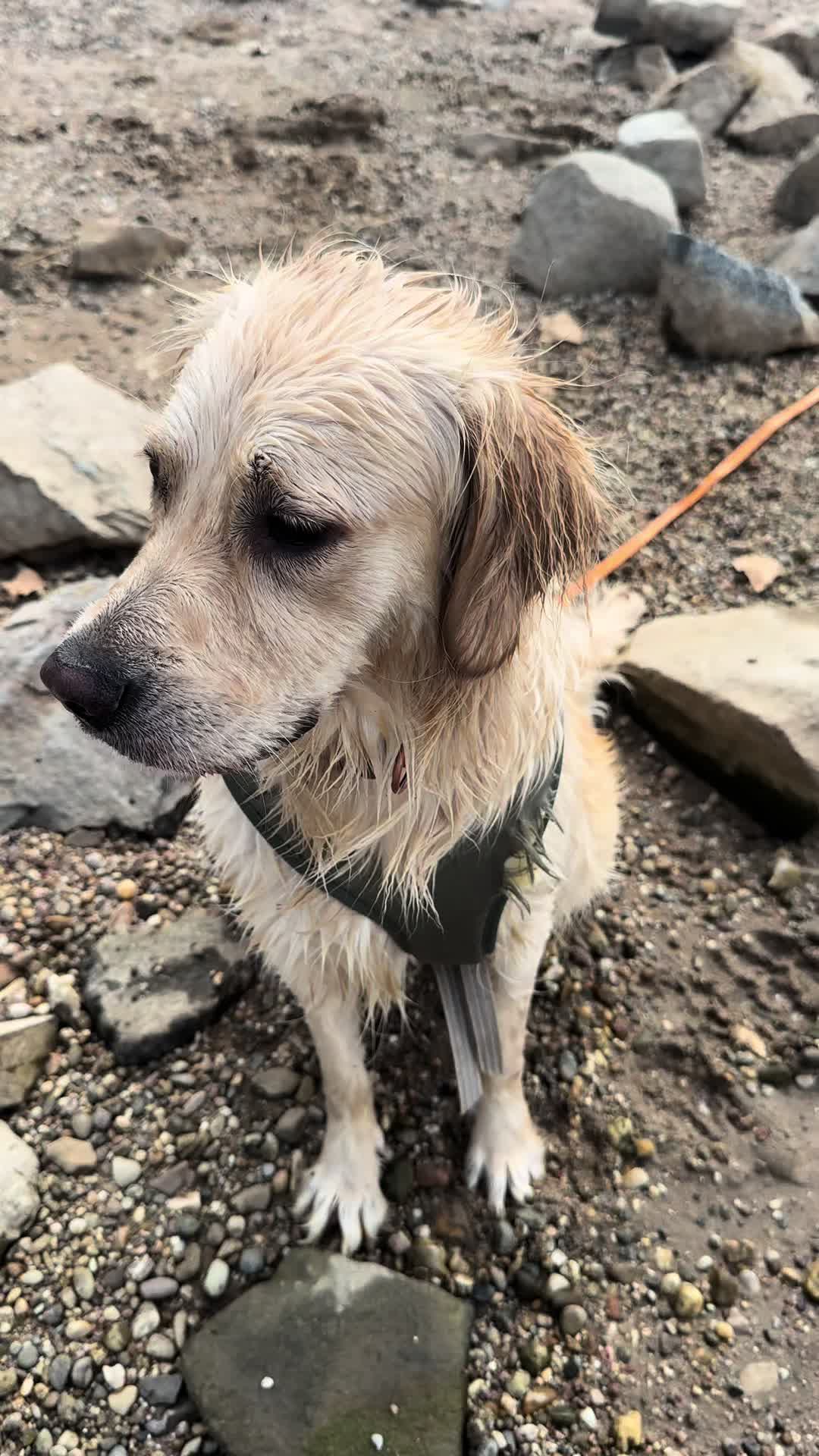 @The_Golden_Shila