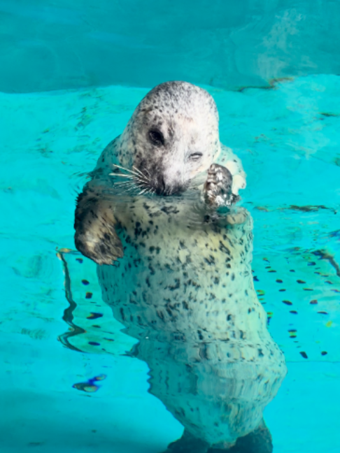 @Seal