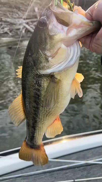 @Motion Fishing