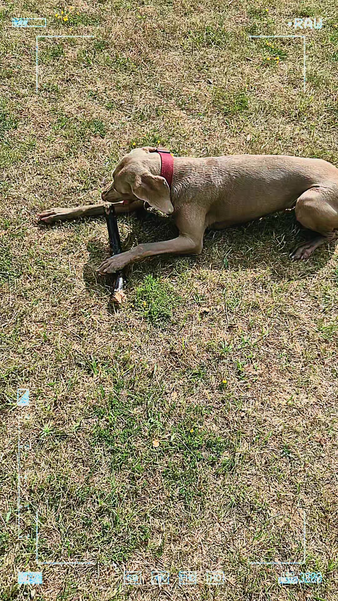 @Sabsky weimaraners