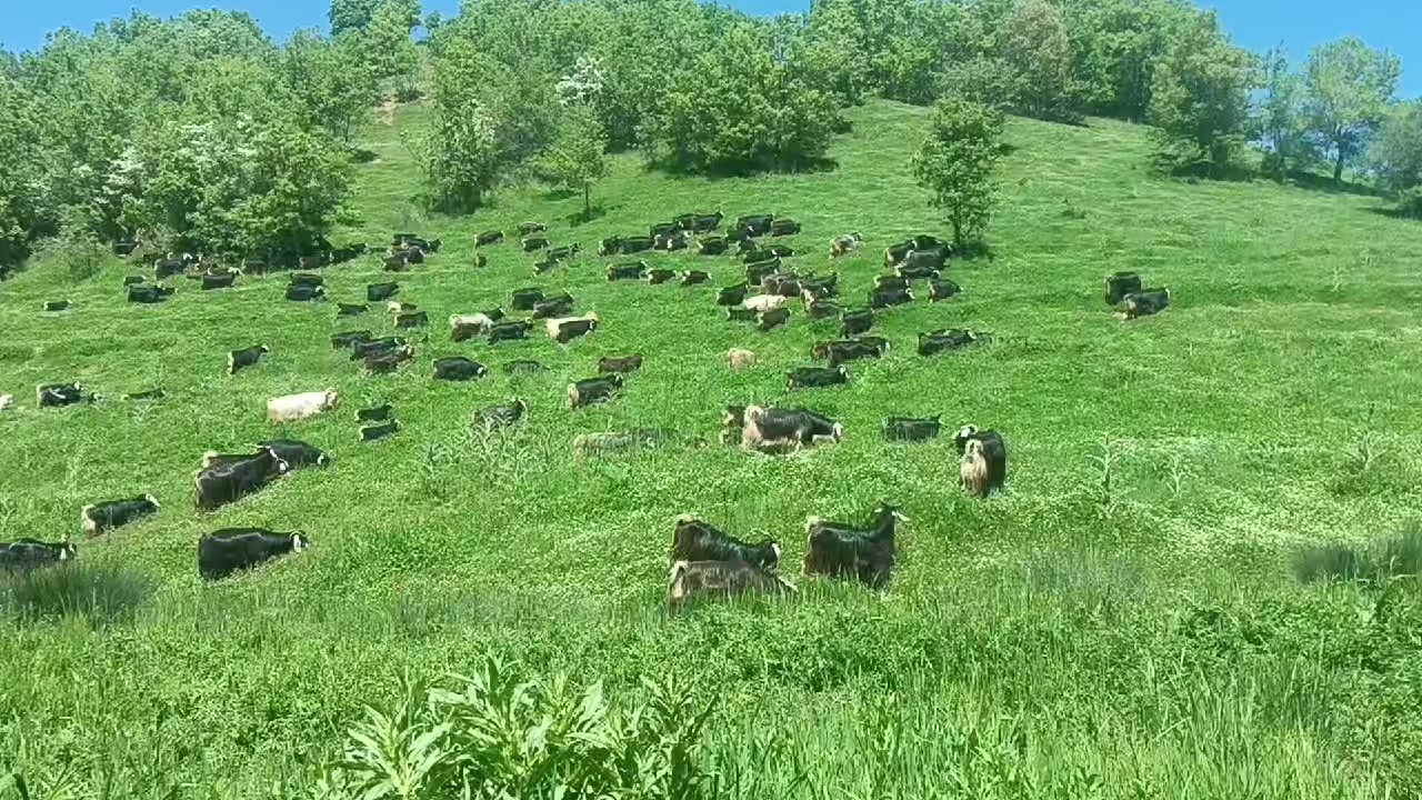 @koçer.12