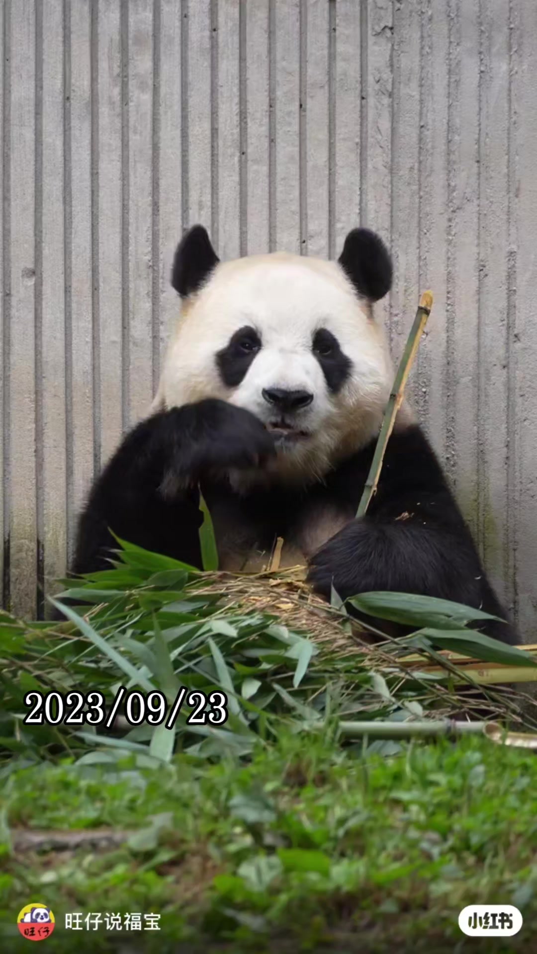 @福寶需要愛的抱抱