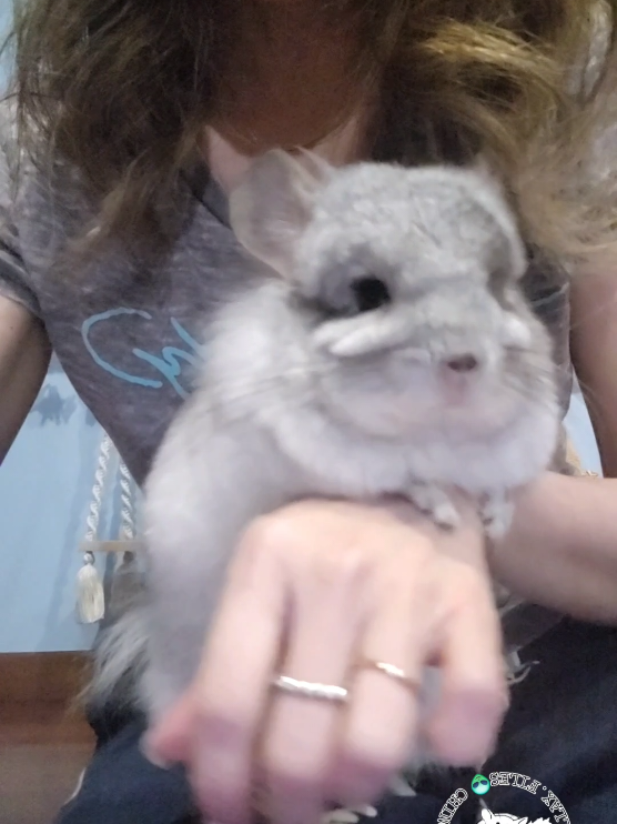 @Kuzco the Chinchilla