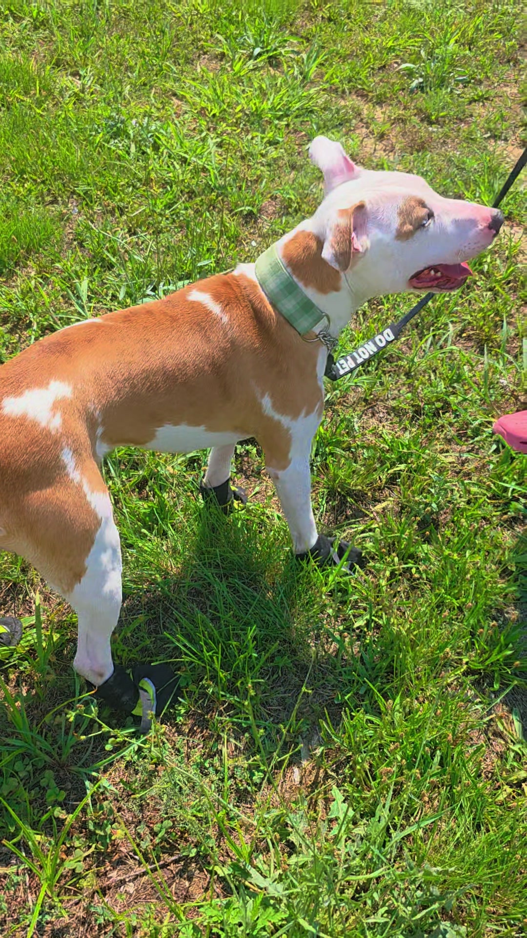 @Canine Wonders Training