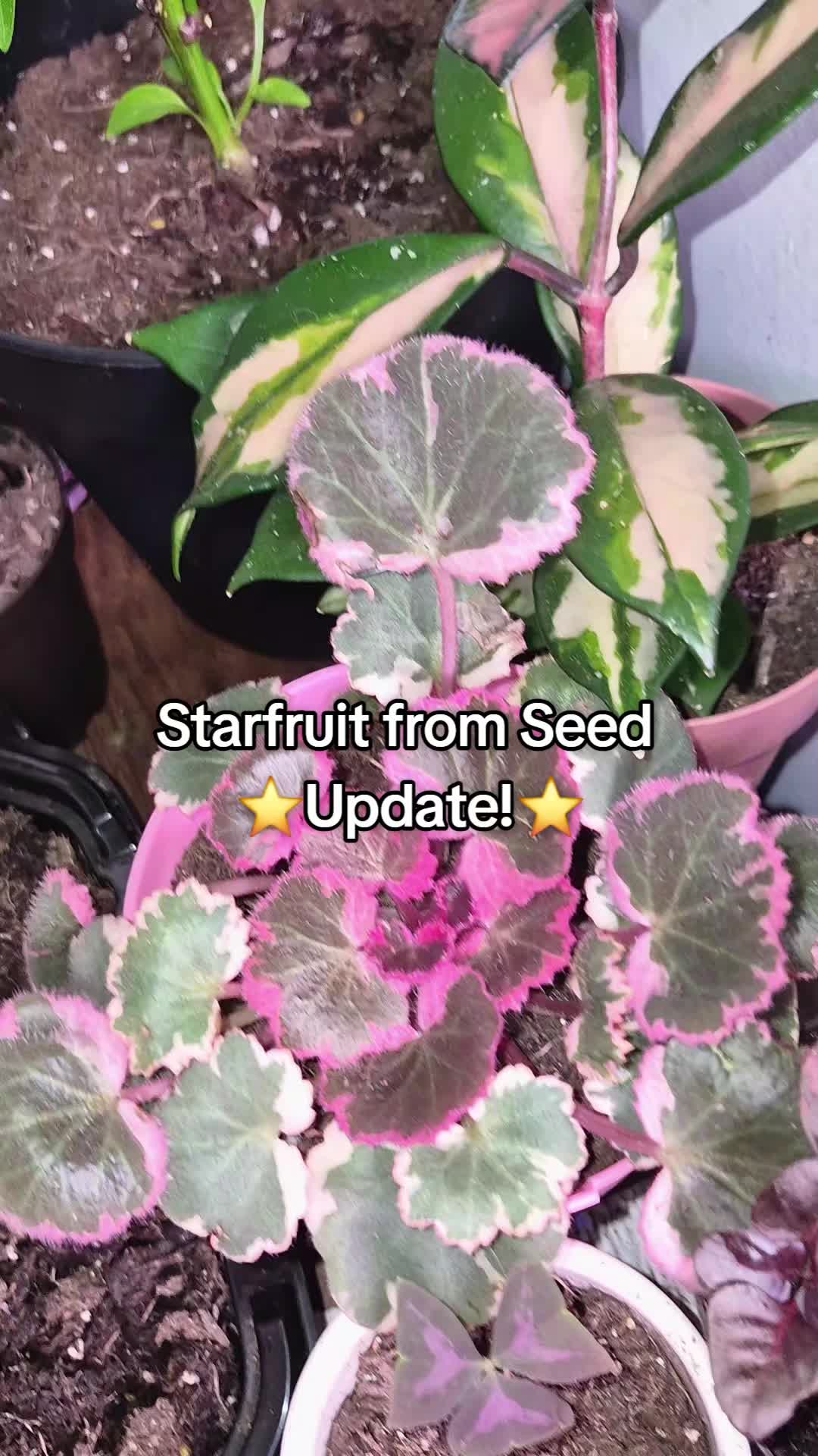 @big veiny dih hopps69🌱
