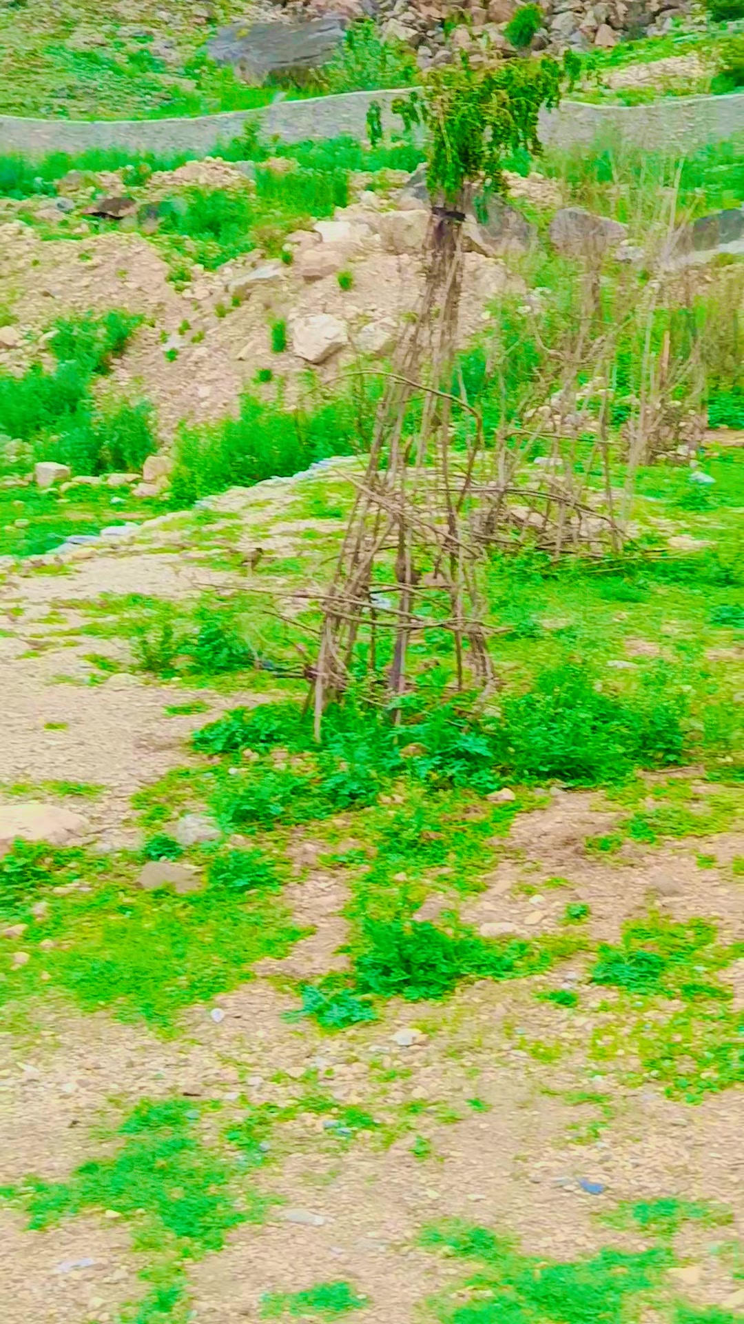 @debumalla0