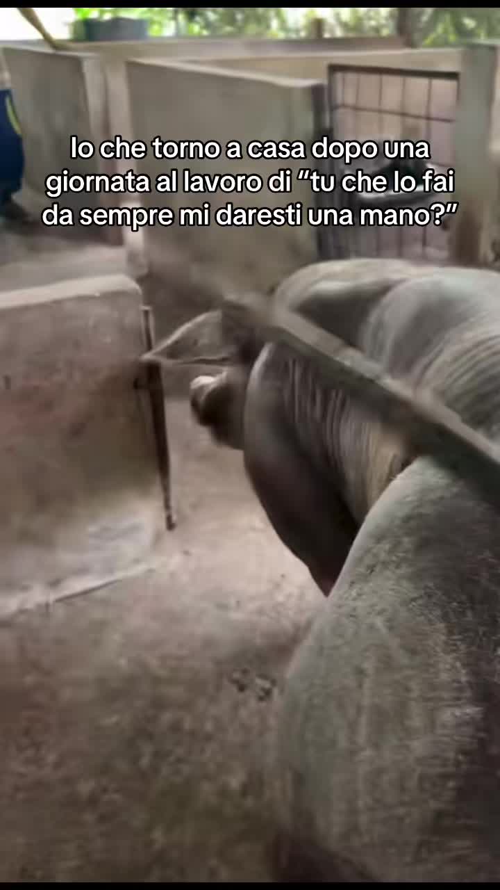 @Brigaele