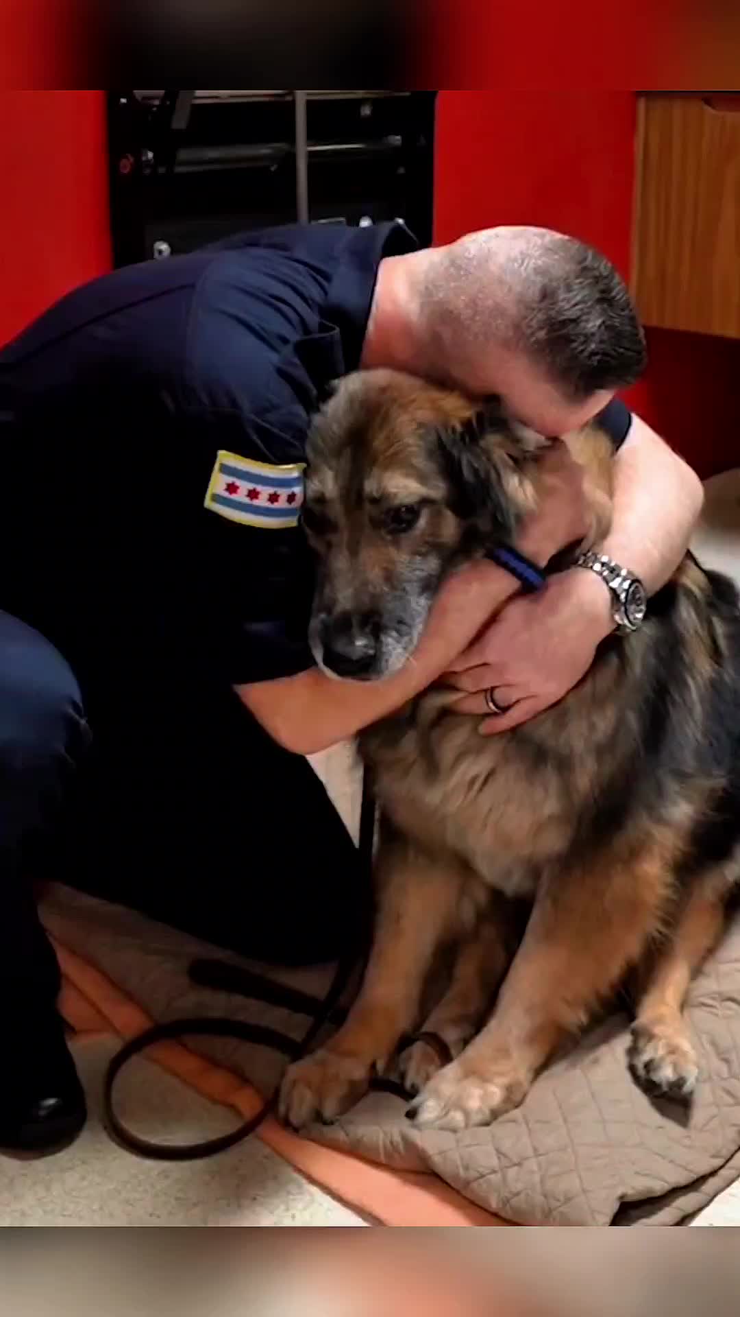 @K9dog Farewell