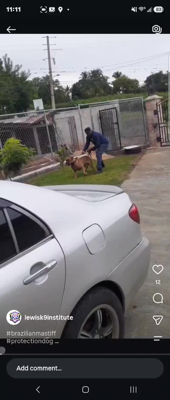 @Lewis K9 Institute Elite