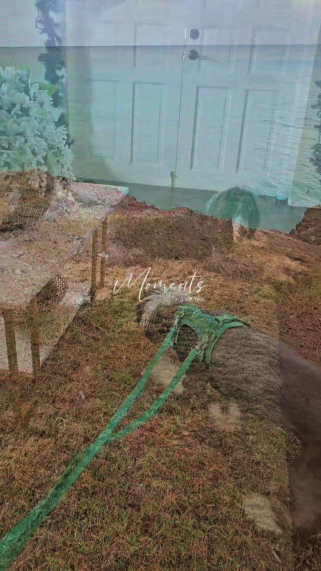 @MixedPetCollective
