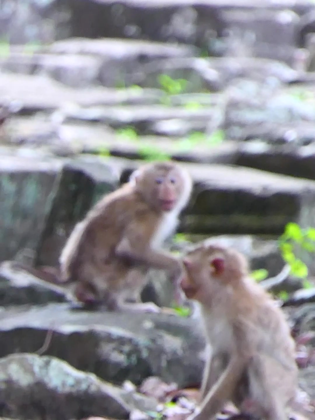 @Monkey Discovery