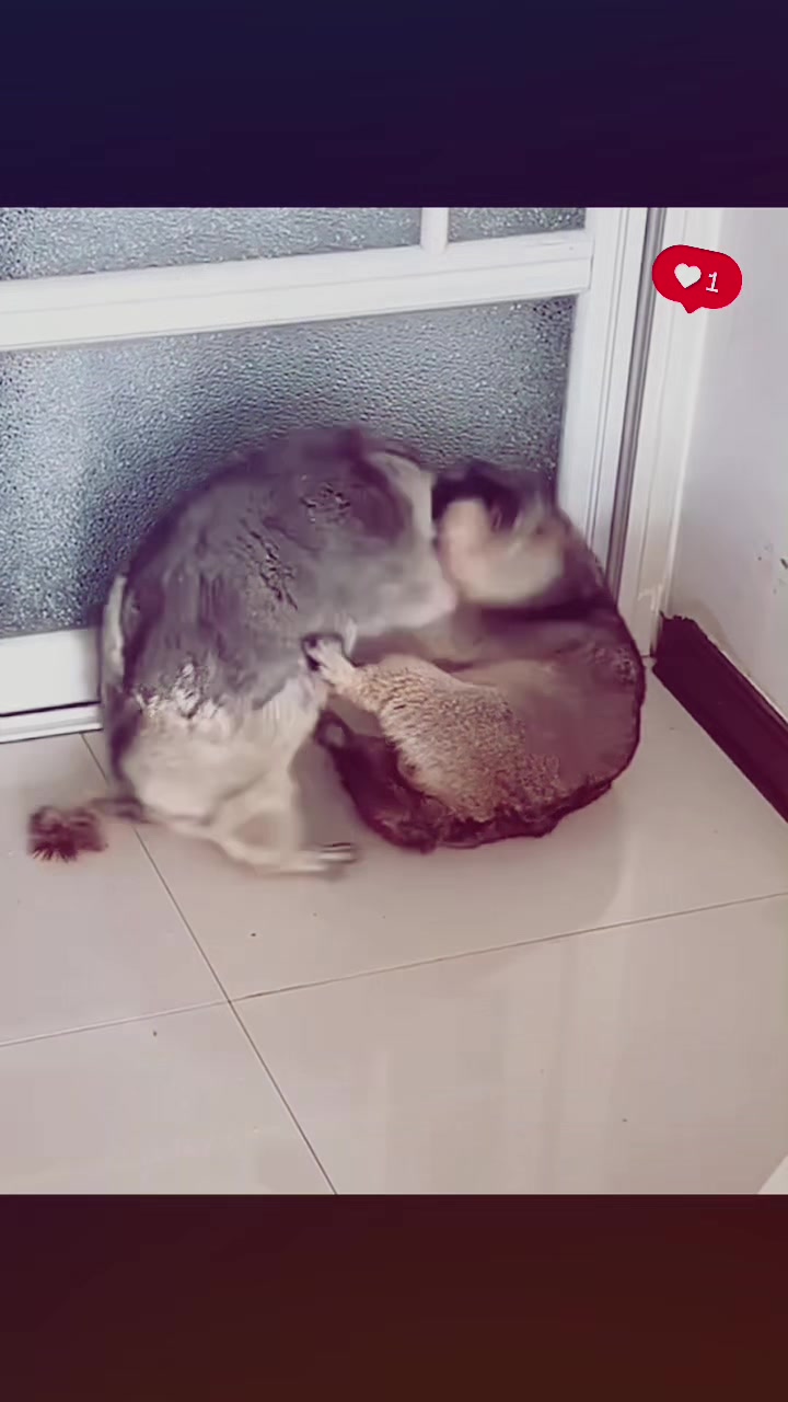 @dailymarmot00
