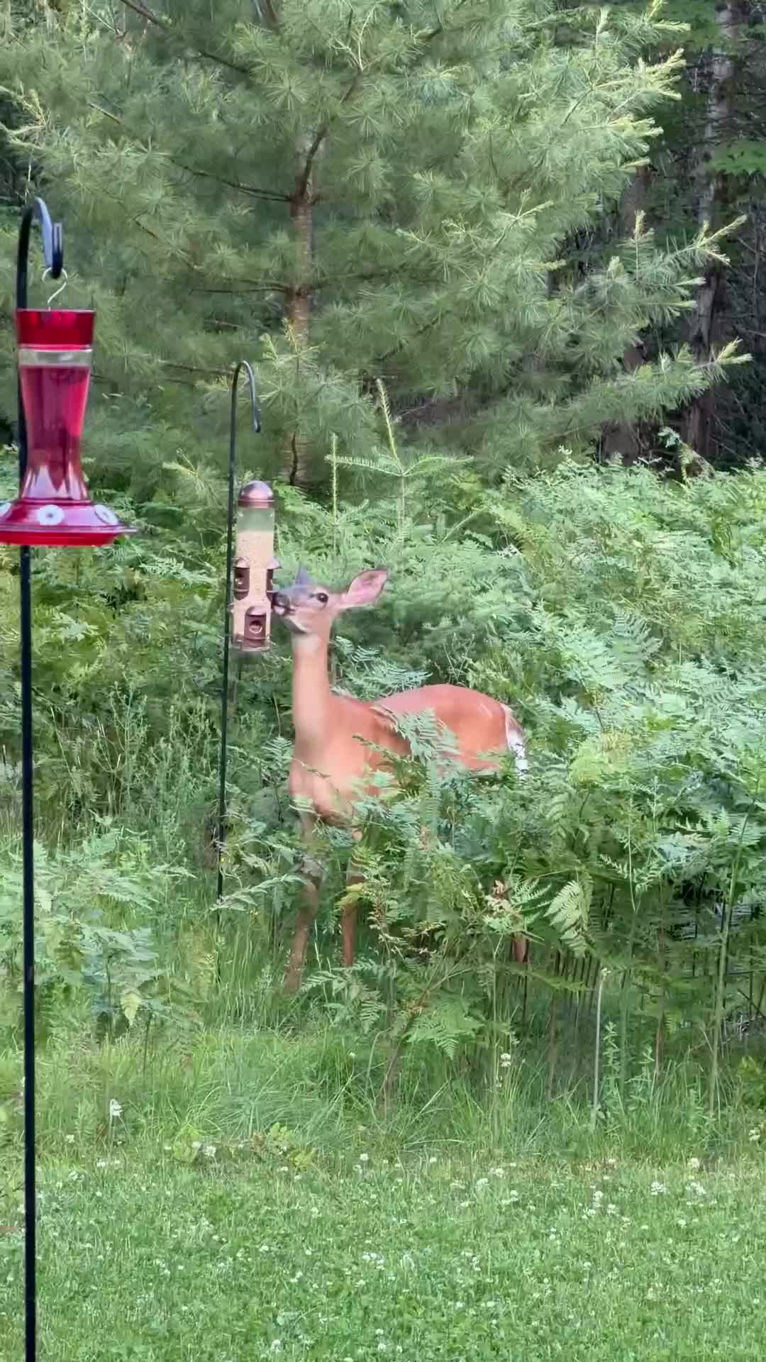 @Québec FIER
