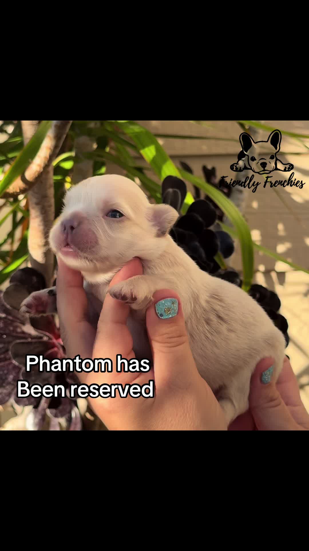 @FriendlyFrenchiesOC