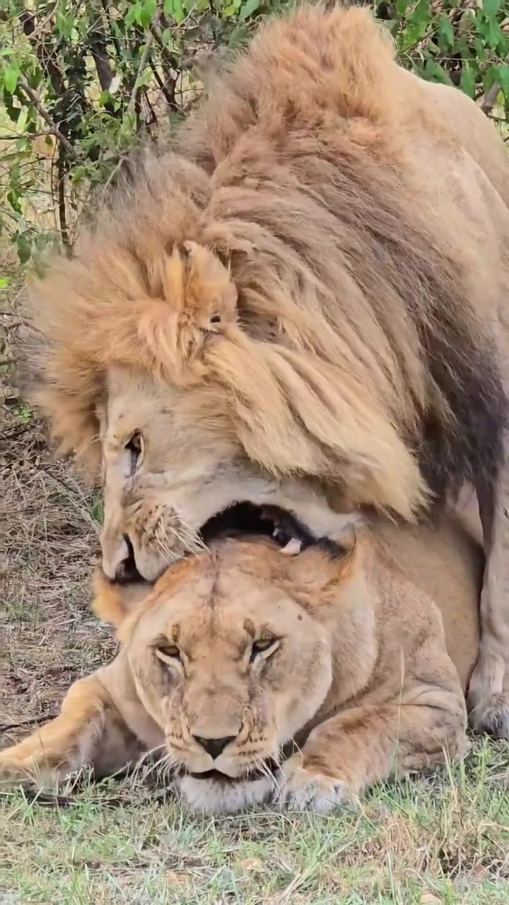 @lion_world5