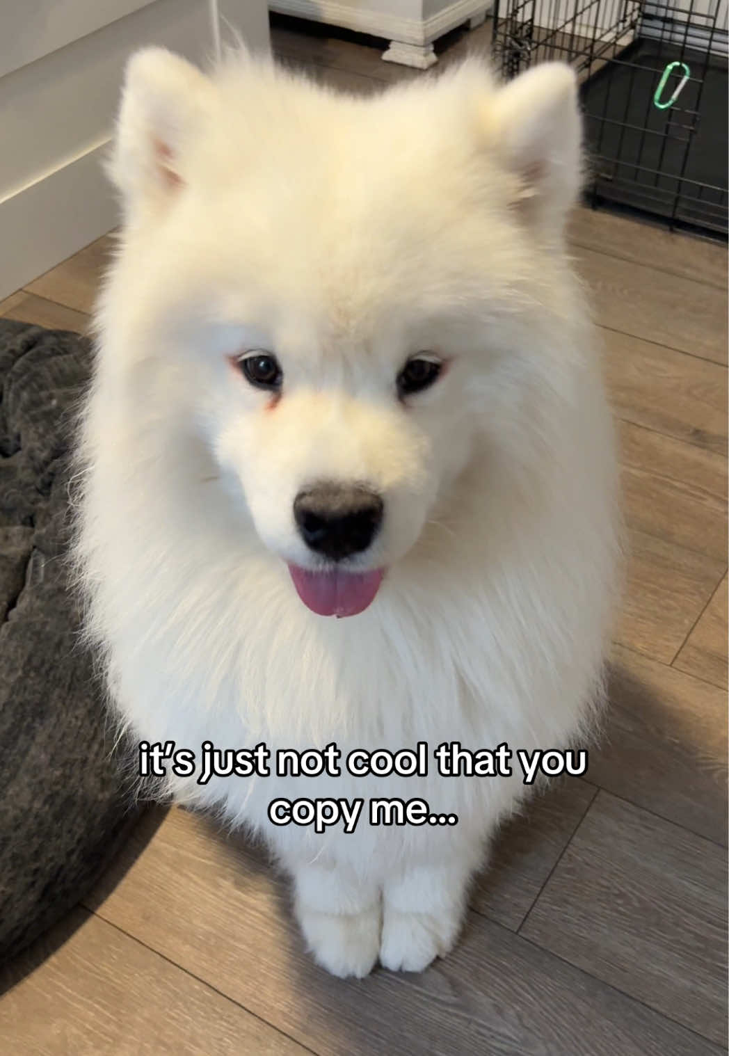 @Biff the Samoyed