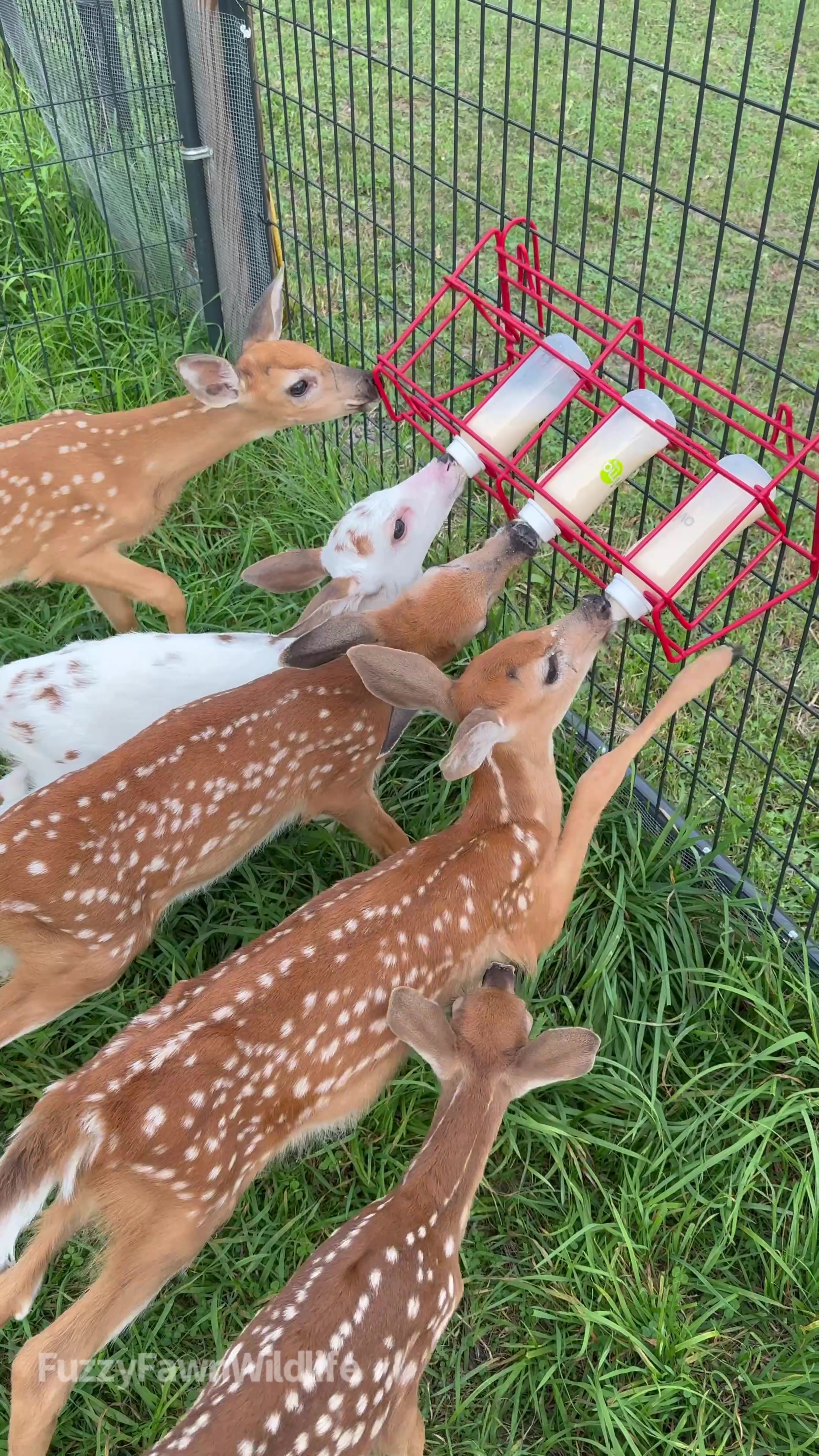 @Fuzzy Fawn Wildlife