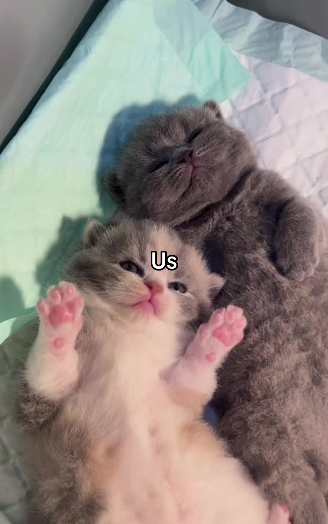 @cupcake