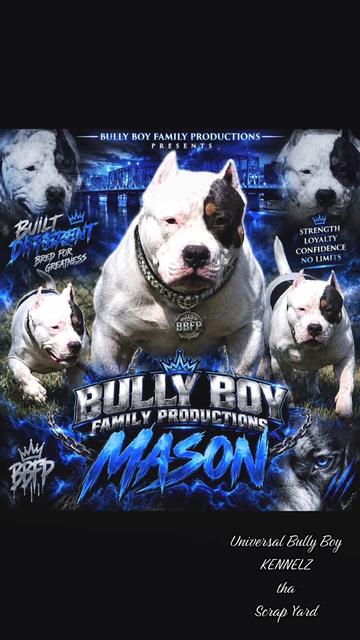 @BULLY BOY FAMILY PRODUCTIONS